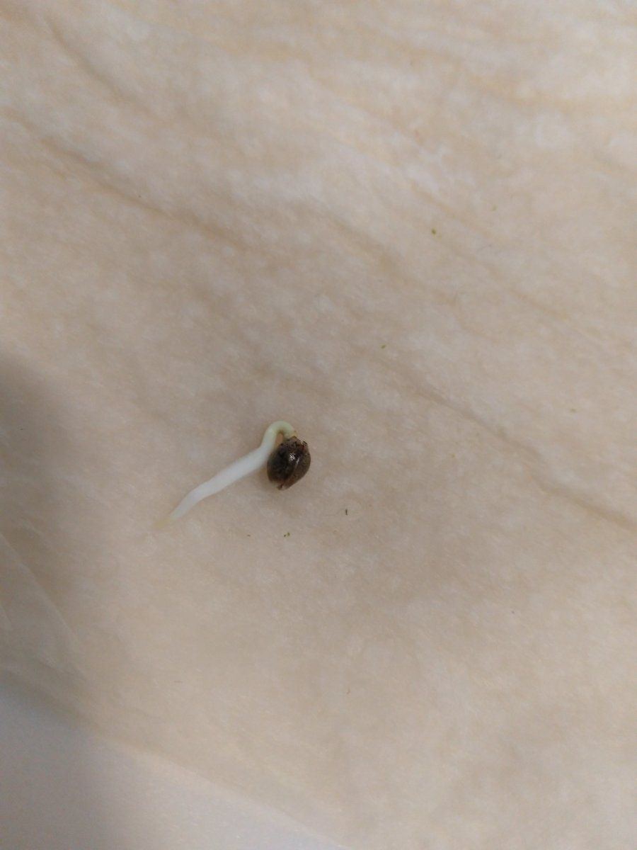 A nervous noobs 1st grow