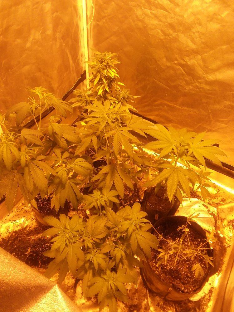 A new grow with reveg and clones 3