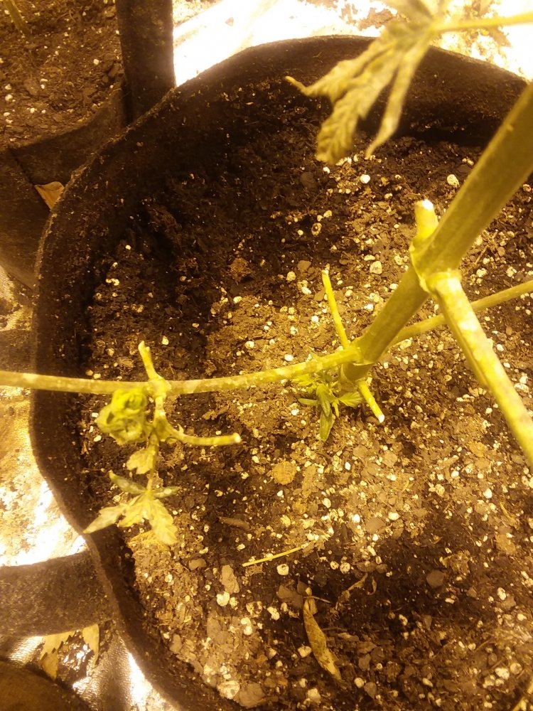A new grow with reveg and clones