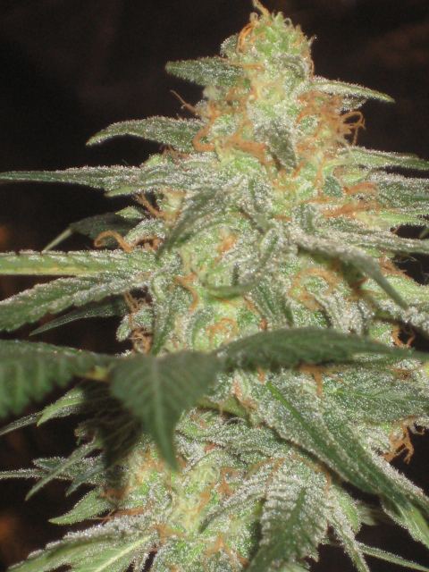 A pic is worth a fafillion trichs 2
