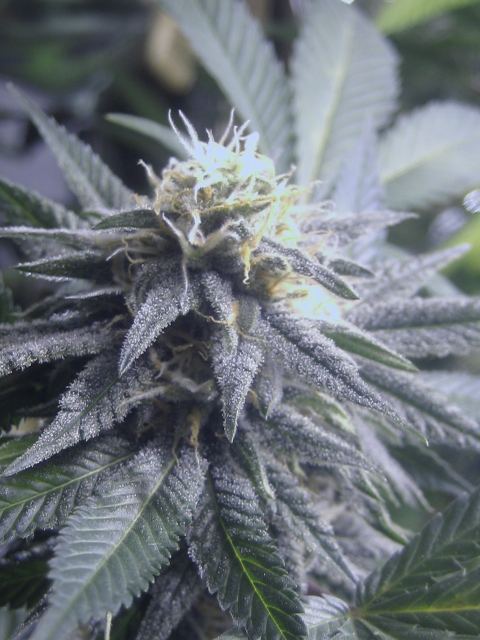 A pic is worth a fafillion trichs 3