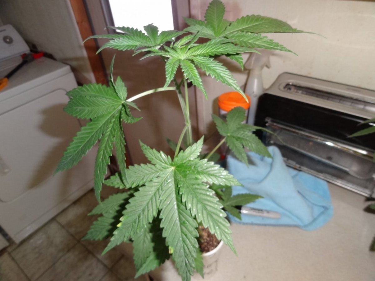 A seed junkies quest 10