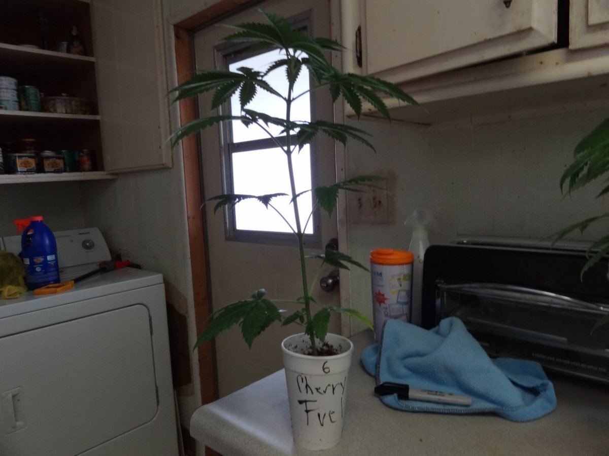 A seed junkies quest 11