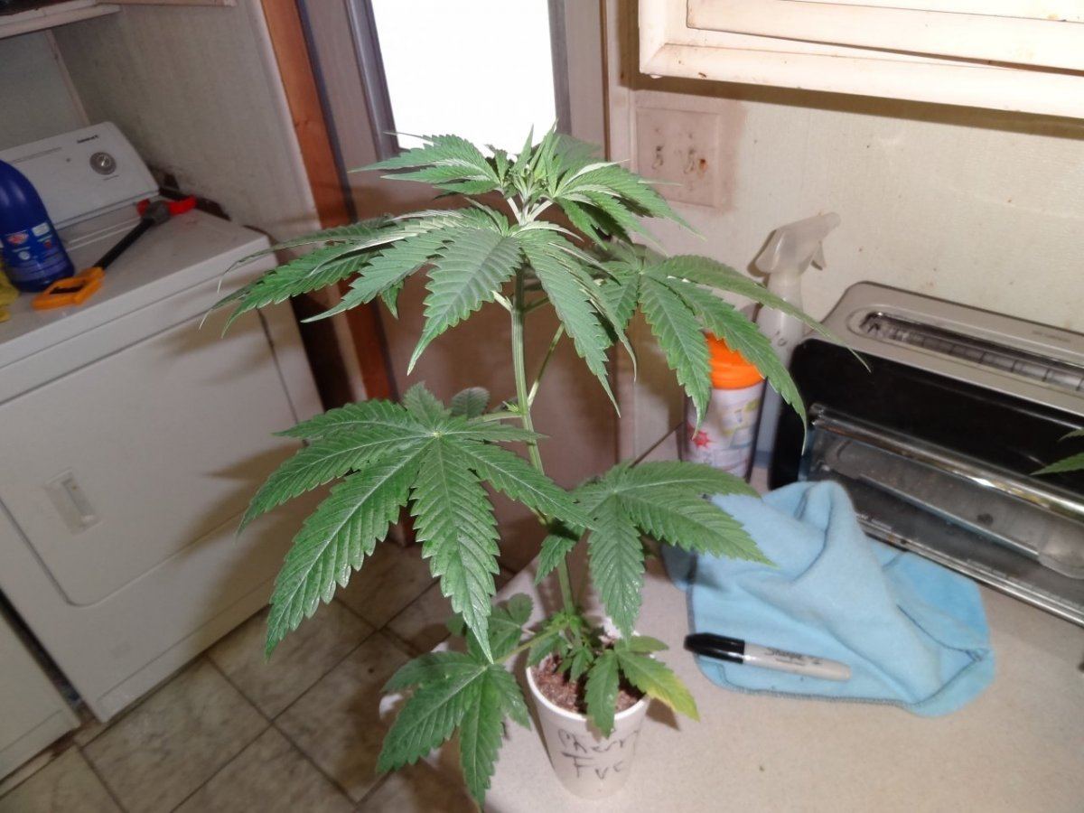 A seed junkies quest 12