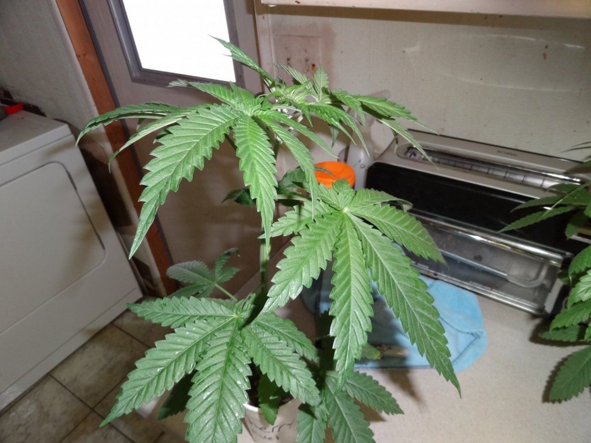 A seed junkies quest 14