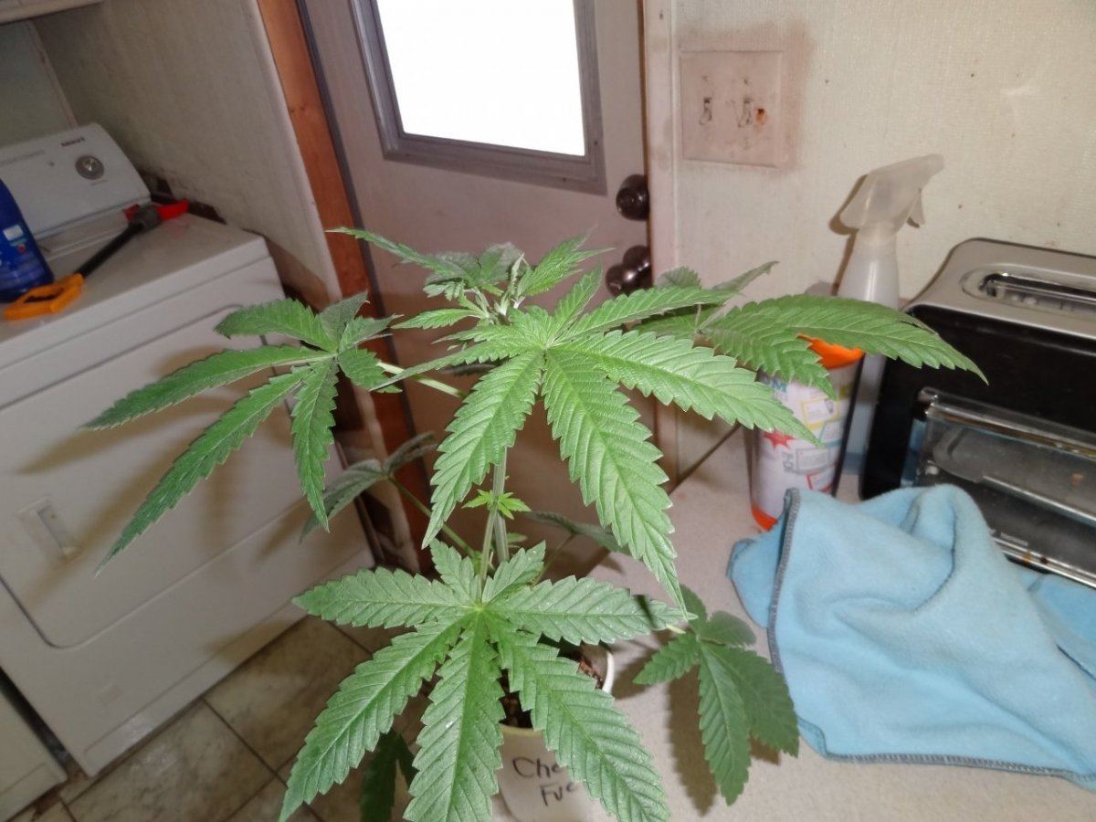 A seed junkies quest 2