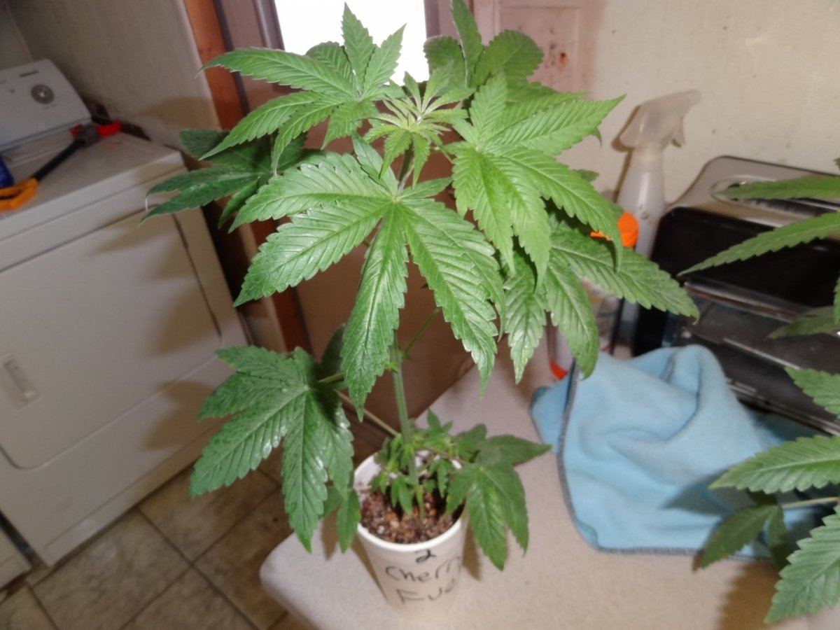 A seed junkies quest 4
