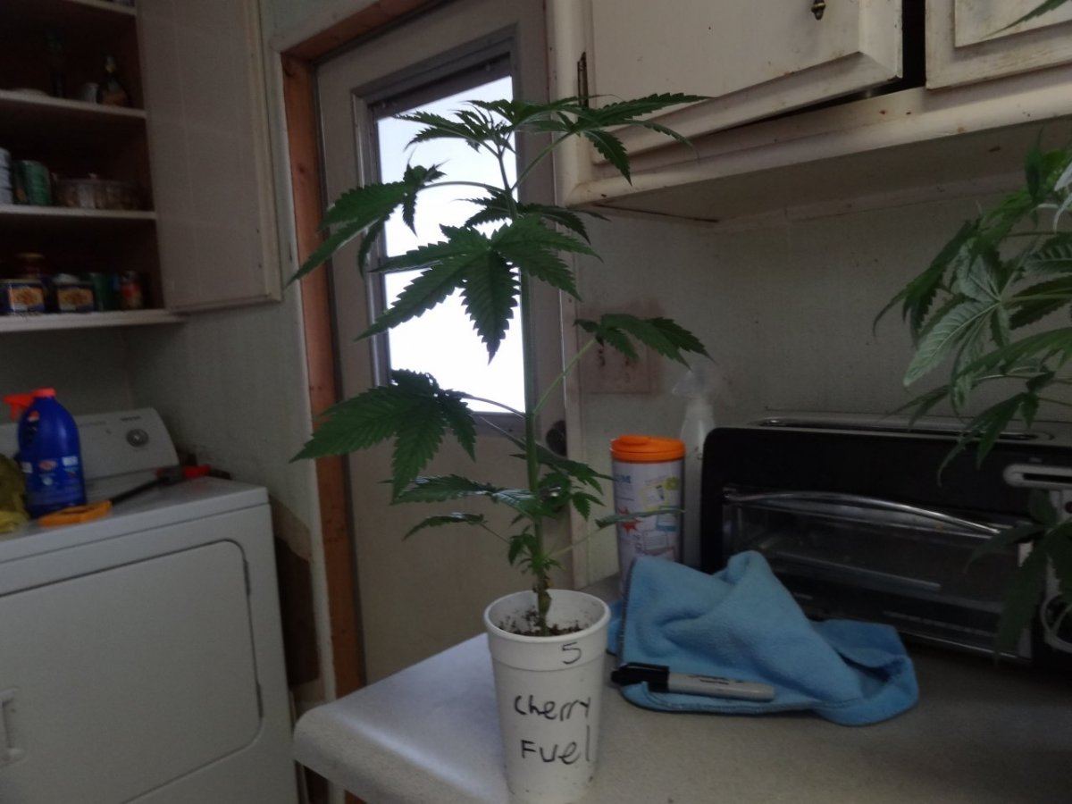 A seed junkies quest 9