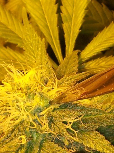 A stinkin hermie 3