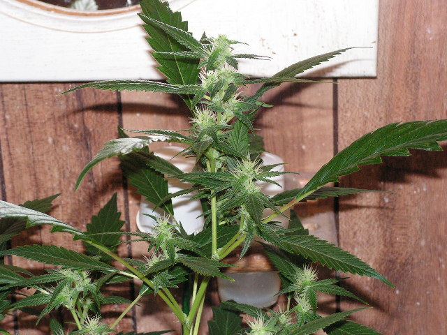A top basic d ape seeds