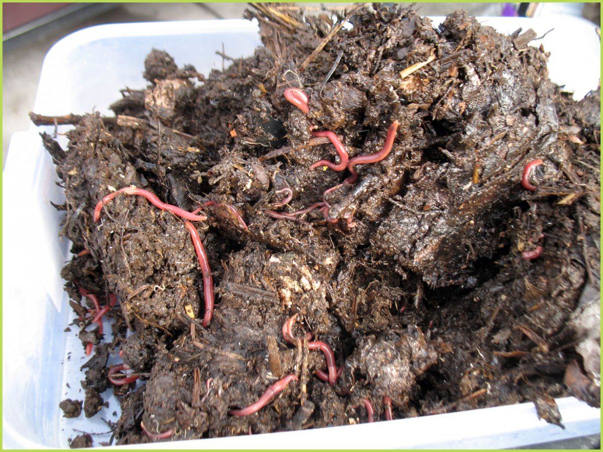 A worm bin