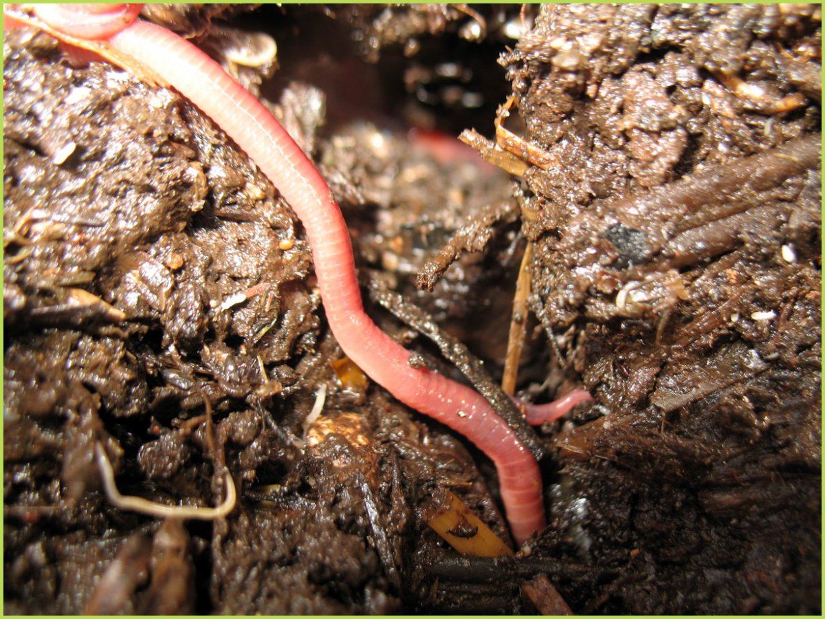 A worms