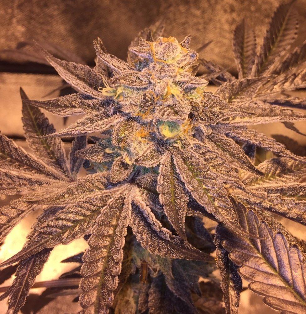 A1