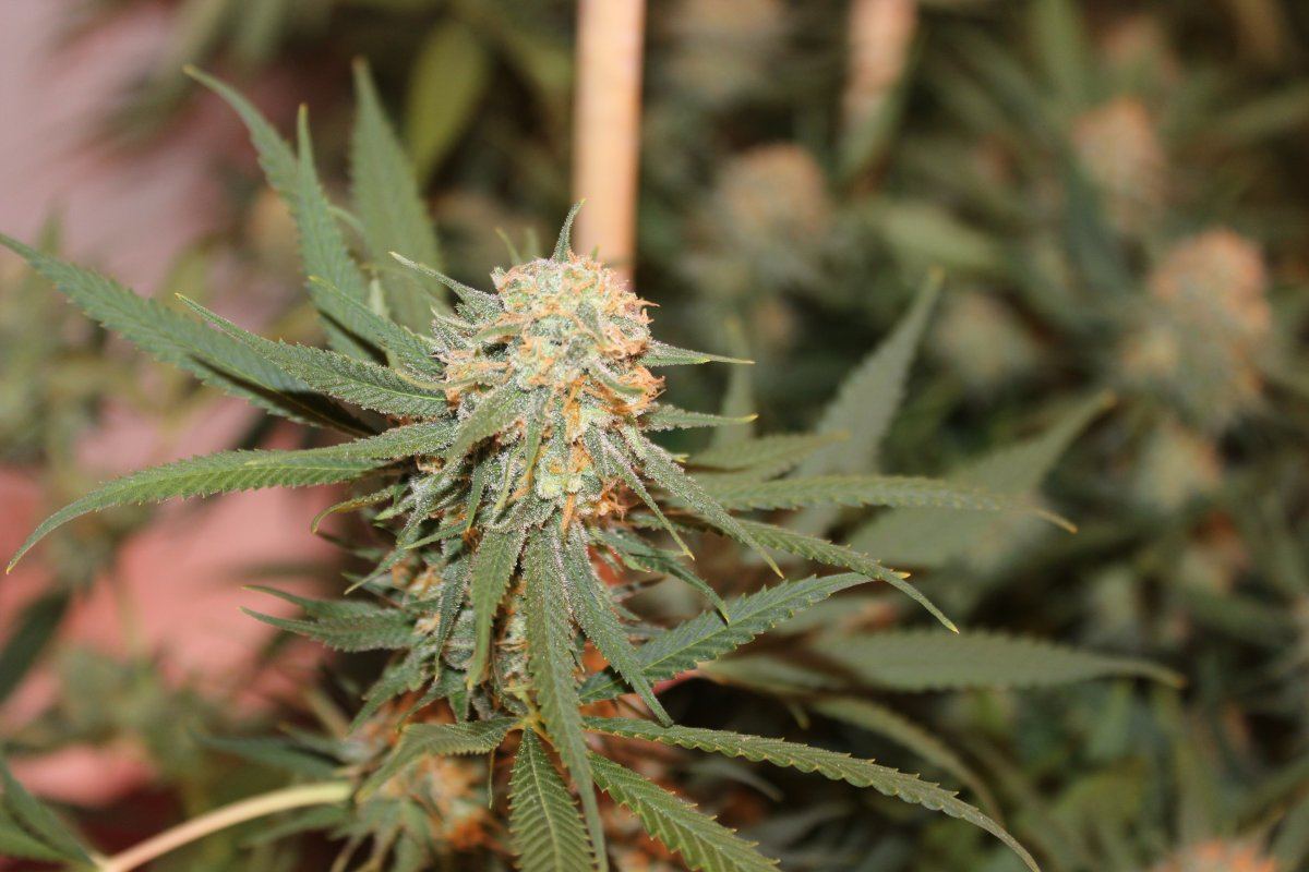 A11 f4 nug closeup