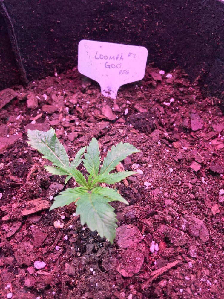 A1140BF3 58CE 4F2F BA5A 1FD3BB49DE5D
