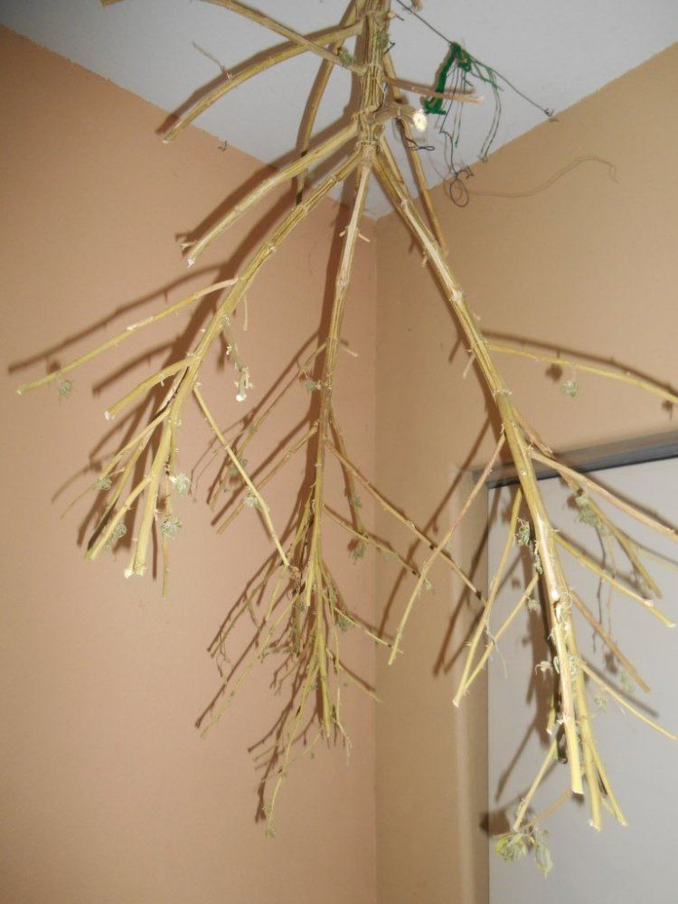 A202harvested