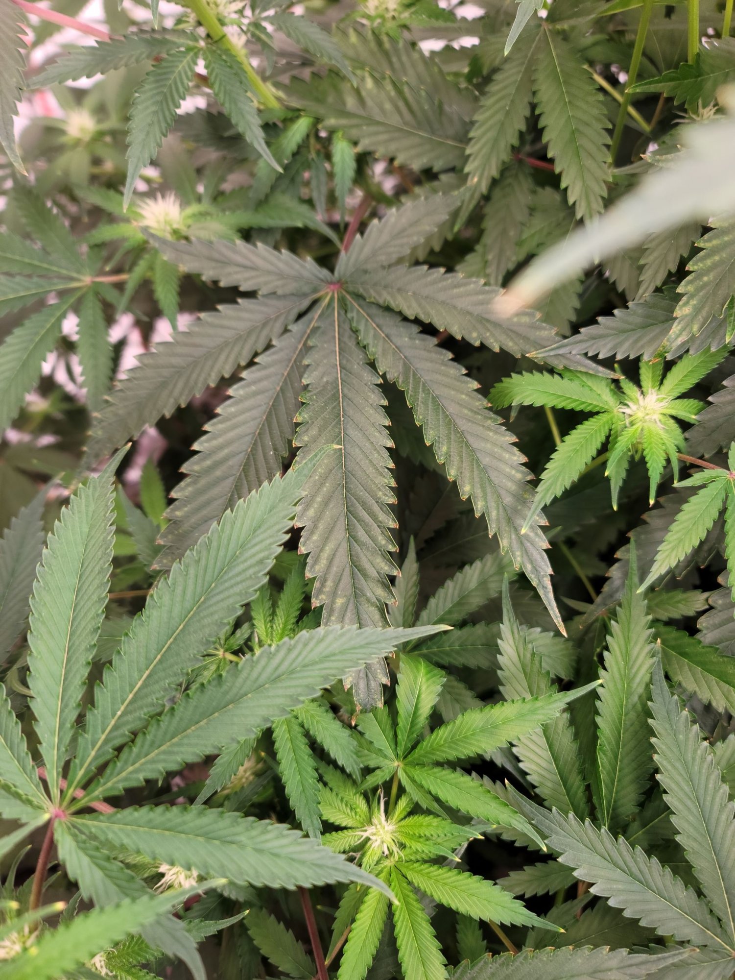 A20 leaf