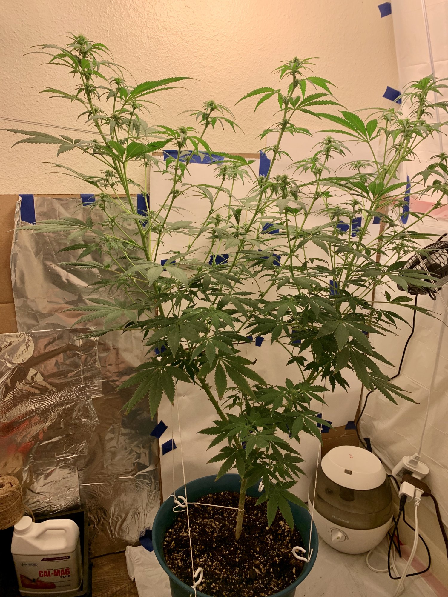 A2A4795C F180 4E70 8855 FD68D86A9B5E