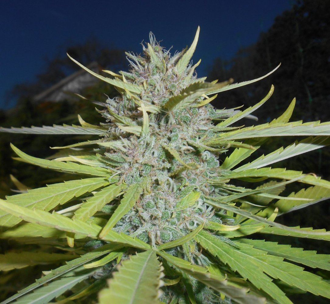 A2o2closeup916