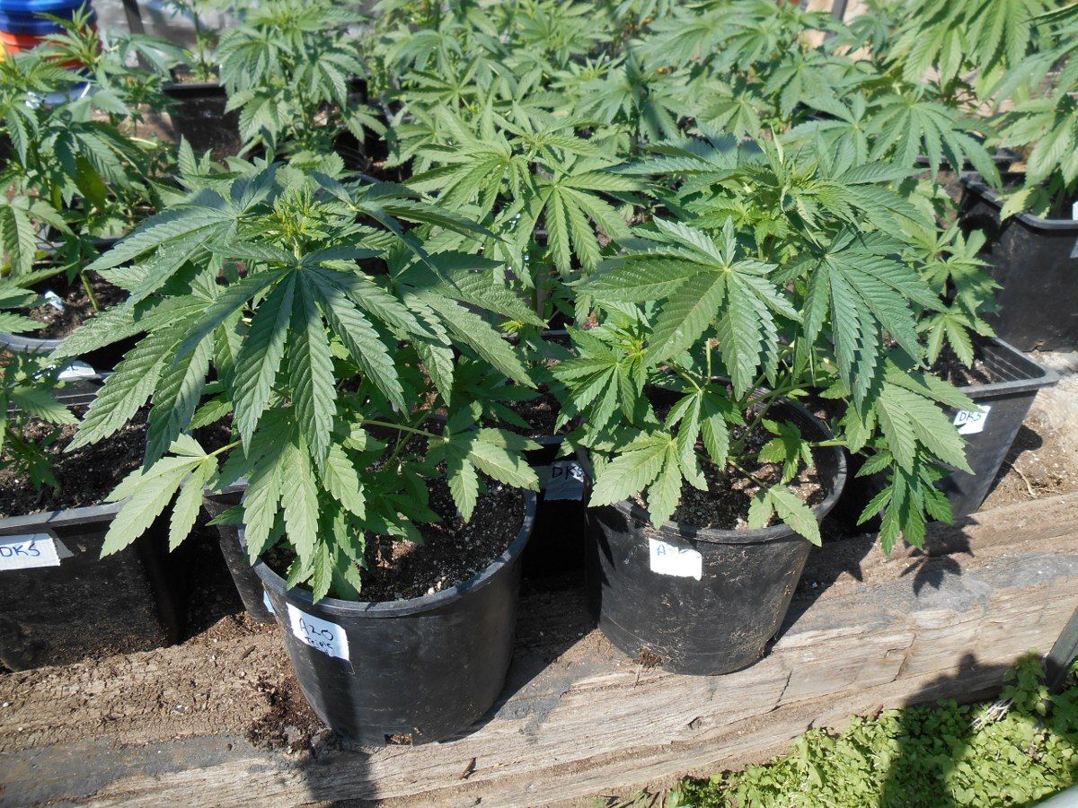 A2Oseedlings420