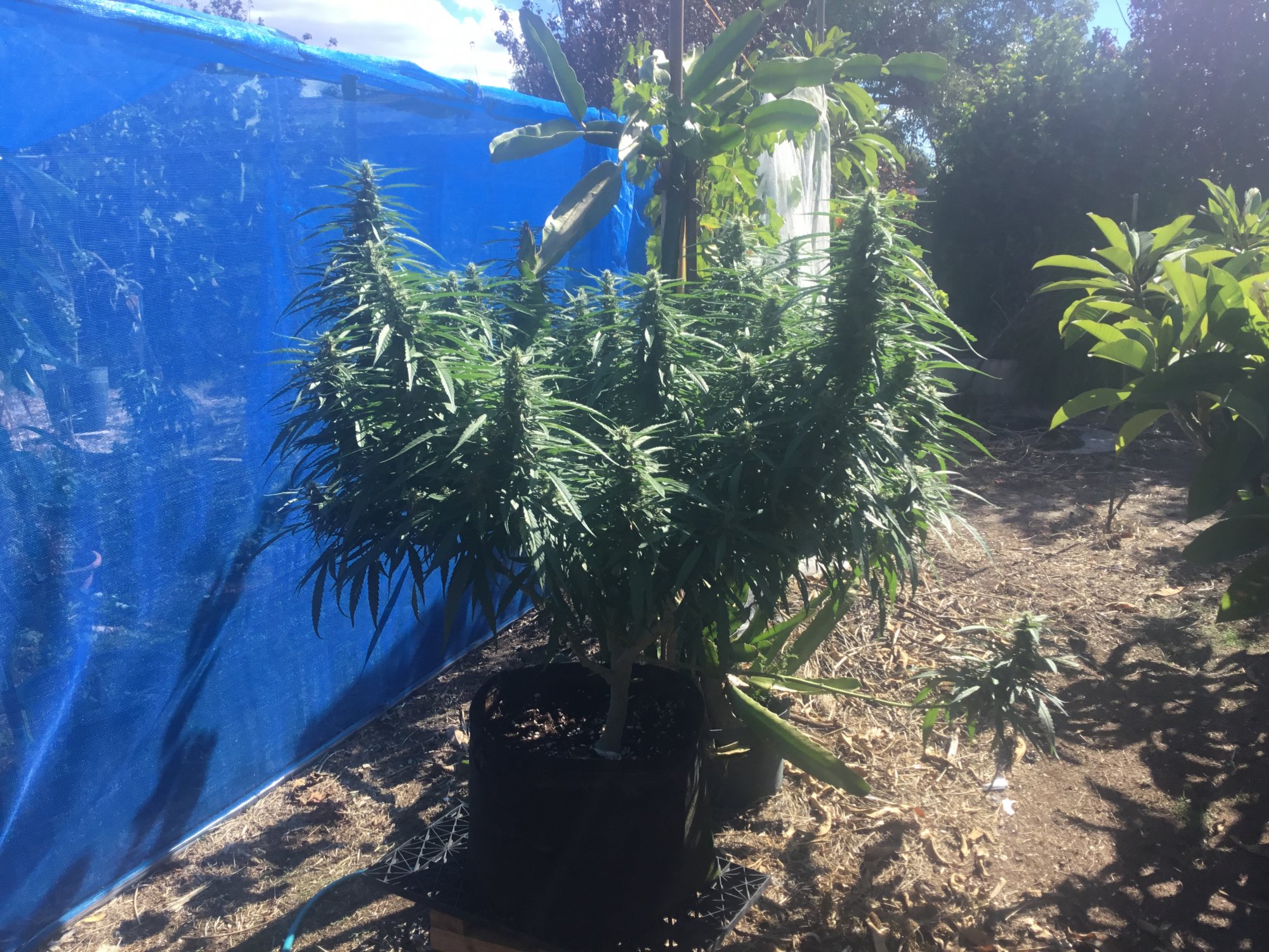 A35DF230 CBD5 4288 8CE0 D7D241361BA7