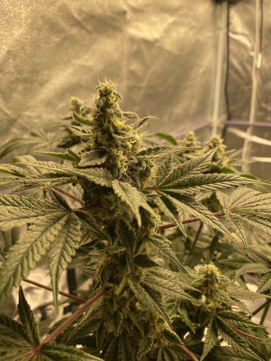 A70A2DAB 04A3 4B04 A91D BE8F0695FB59