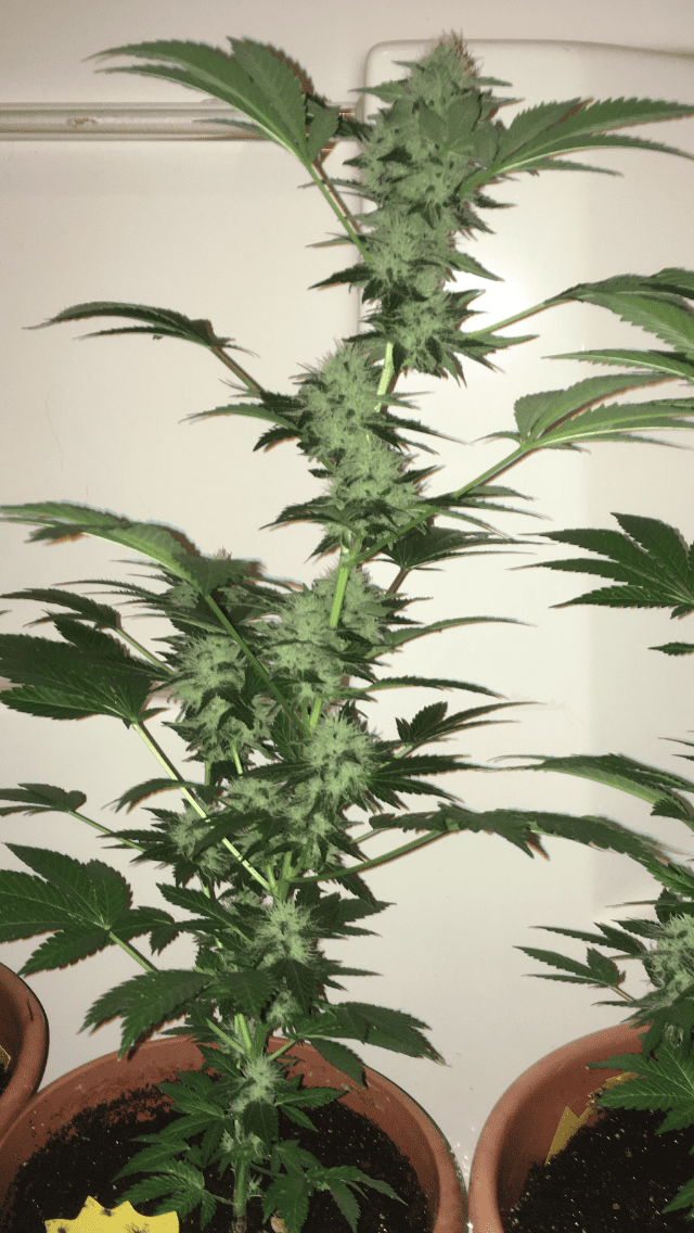 AAB50C79 8404 449C 9F3E 301D7A32EDC4