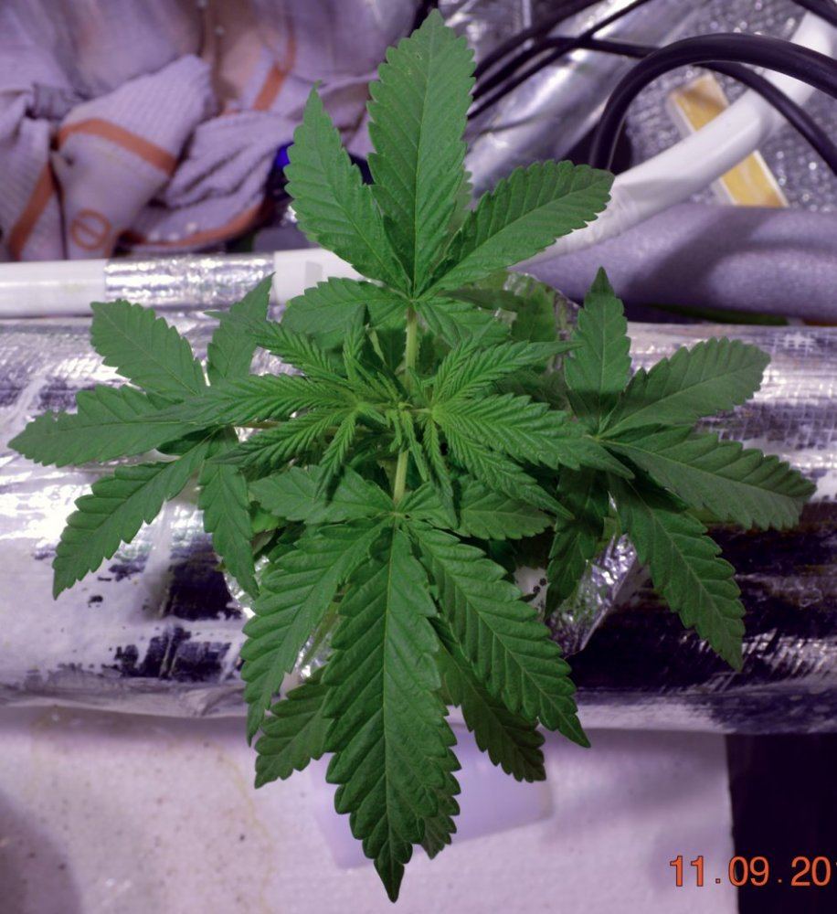 AAO4