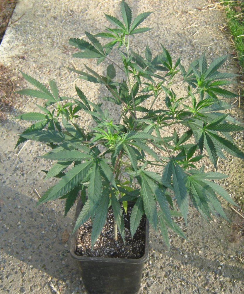 Aaside24