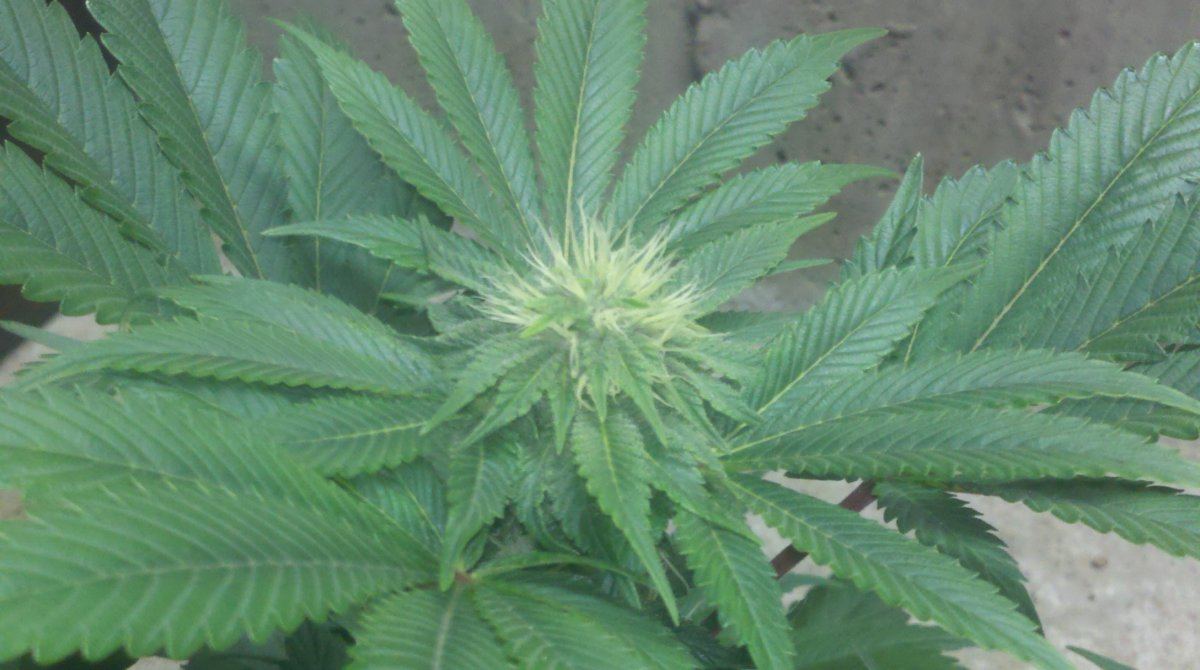 Ab1budd26