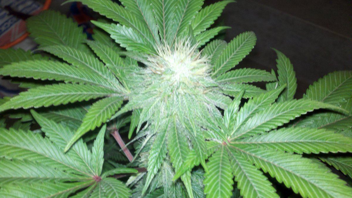 Ab1budd41