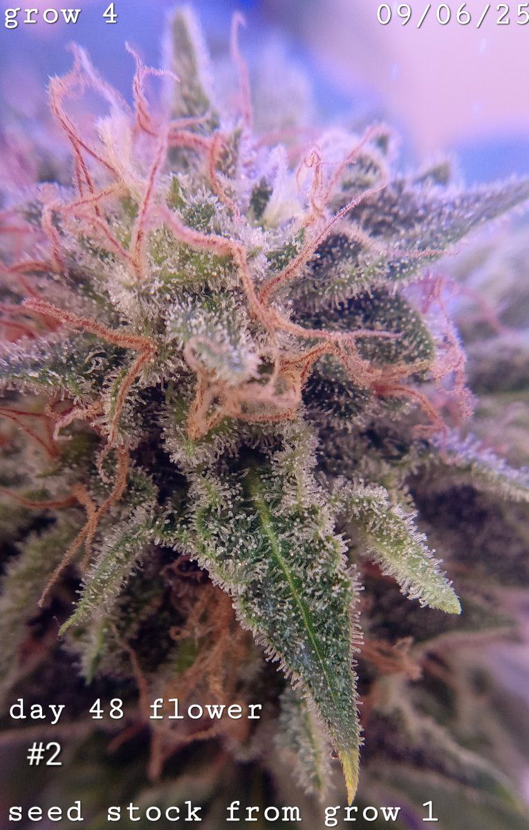 Ab1