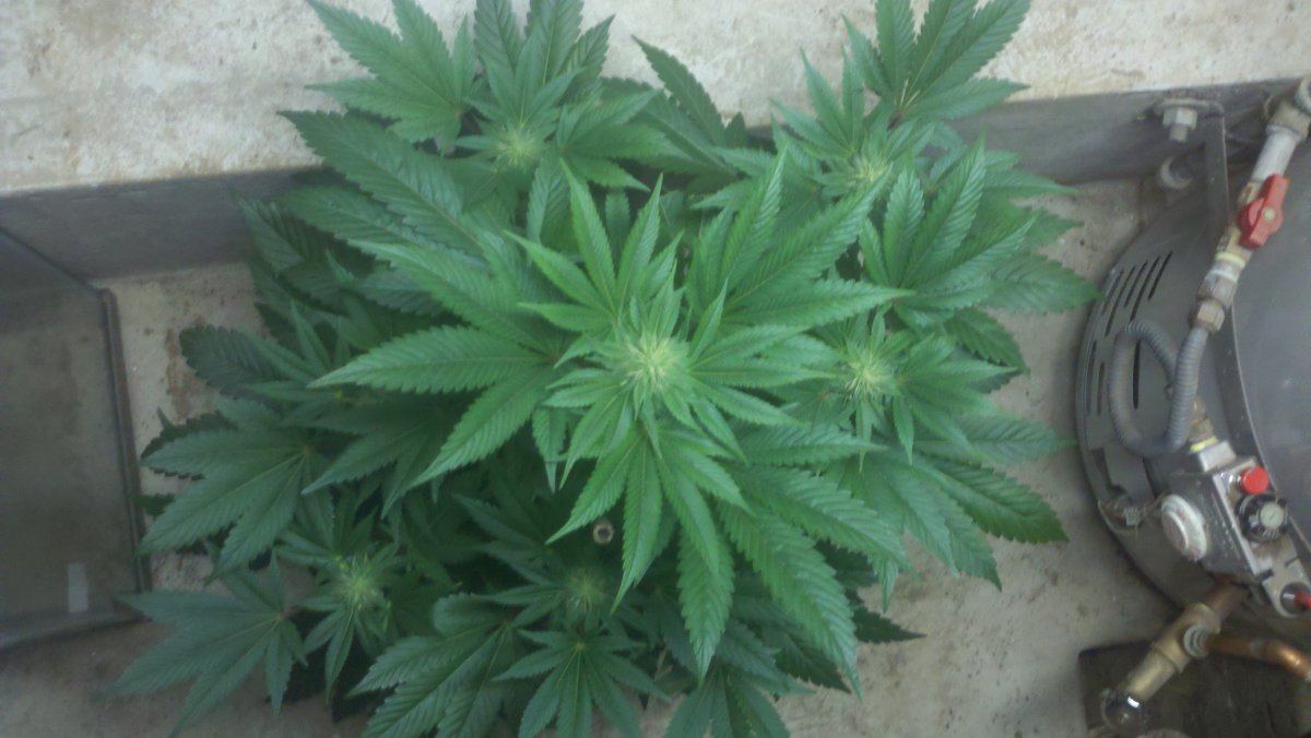 Ab1topd26