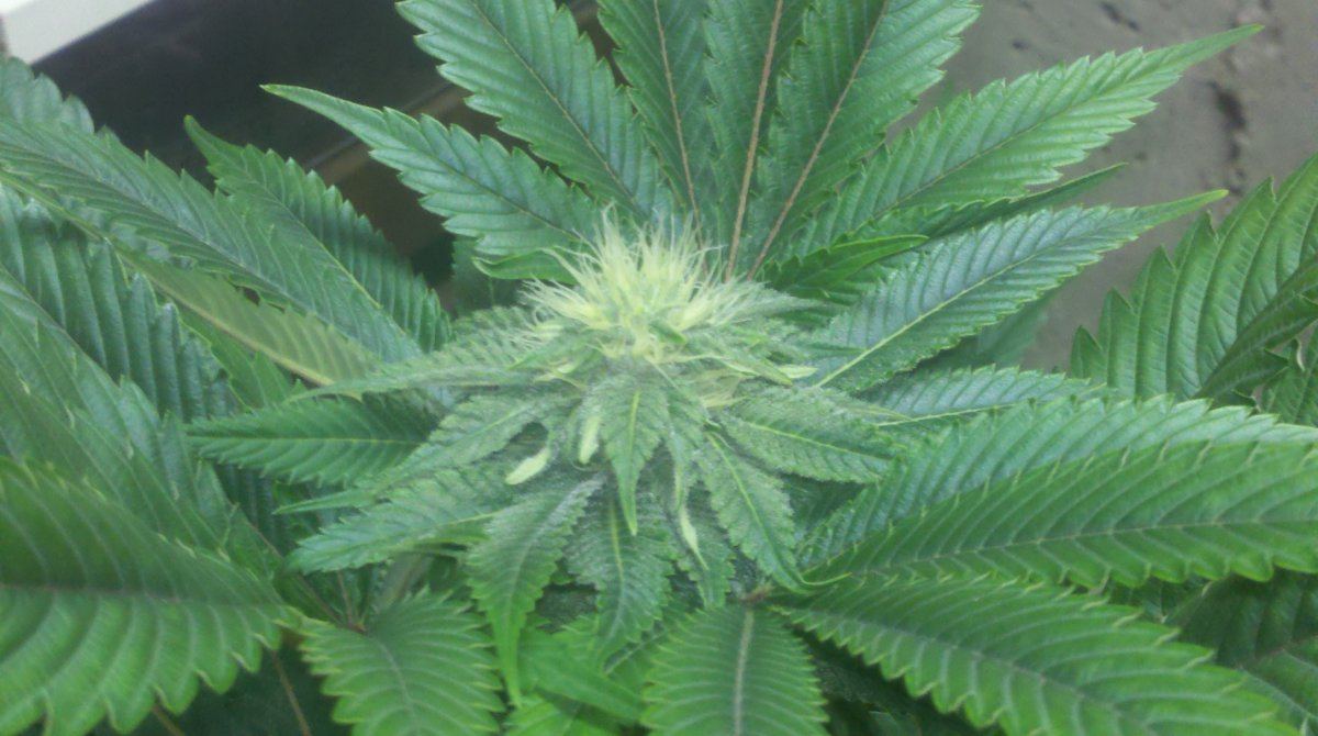 Ab4budd26