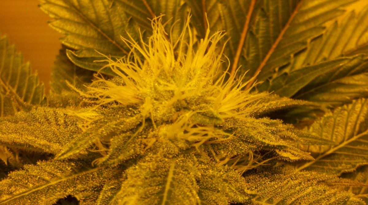 Ab4budd32