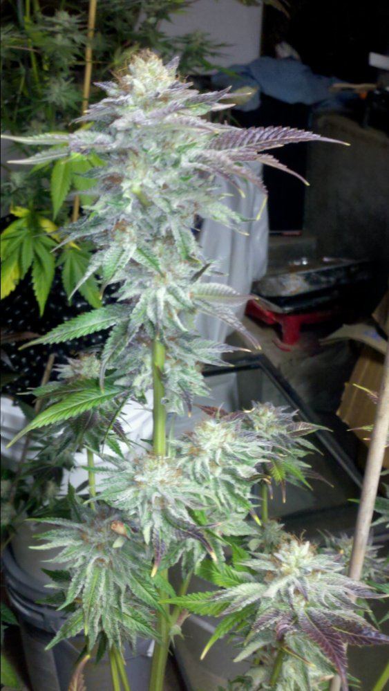 Ab4d60