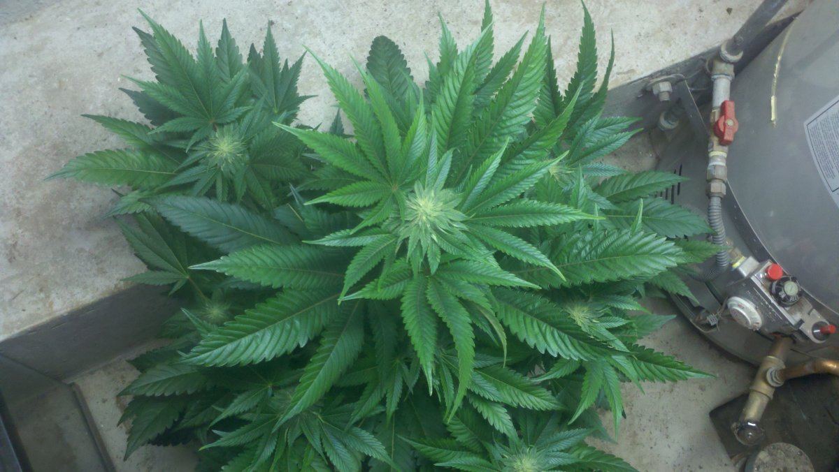Ab4topd26