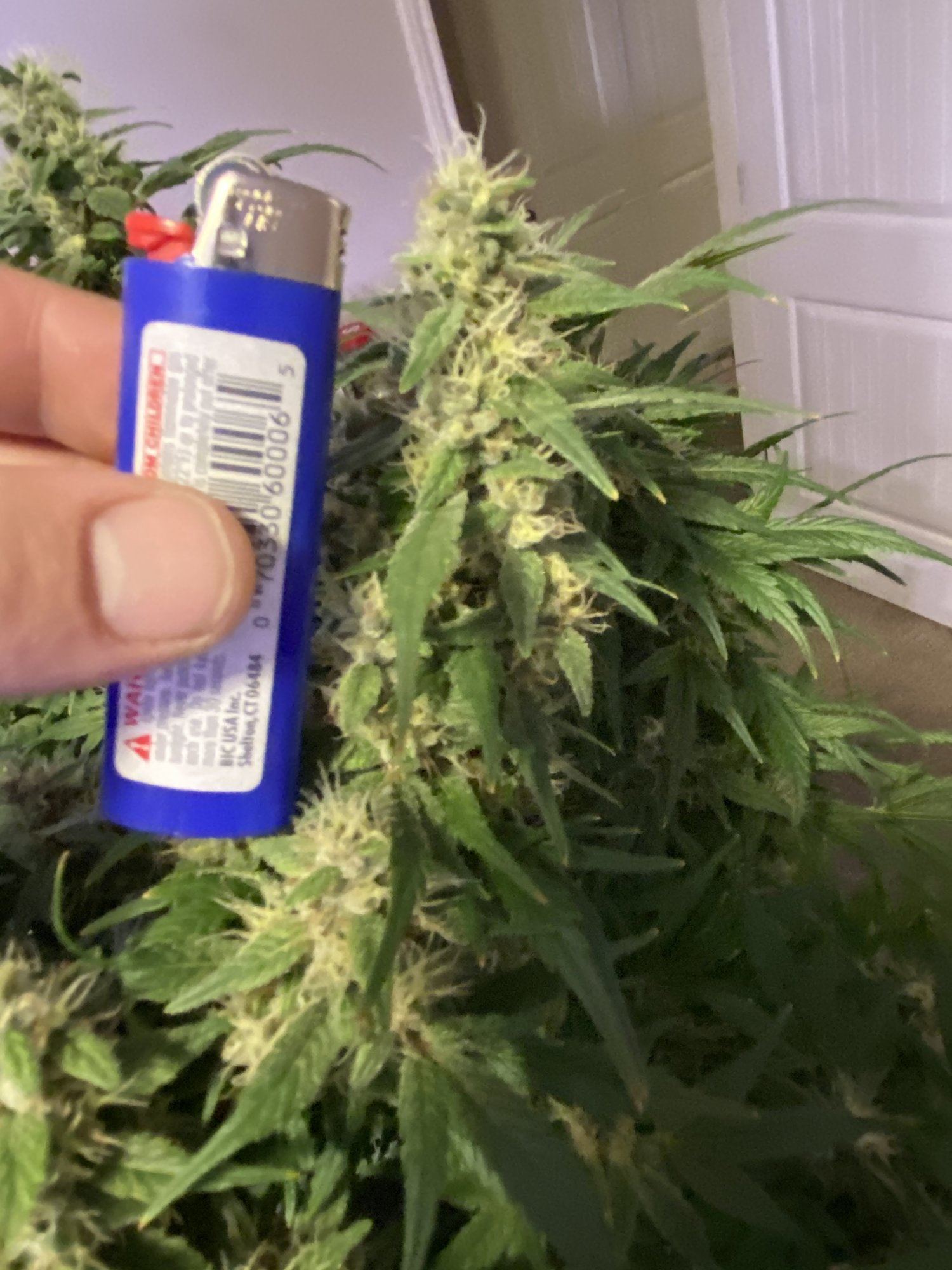 AB48E08B 34F2 4354 BD57 CBD0BD3CD089