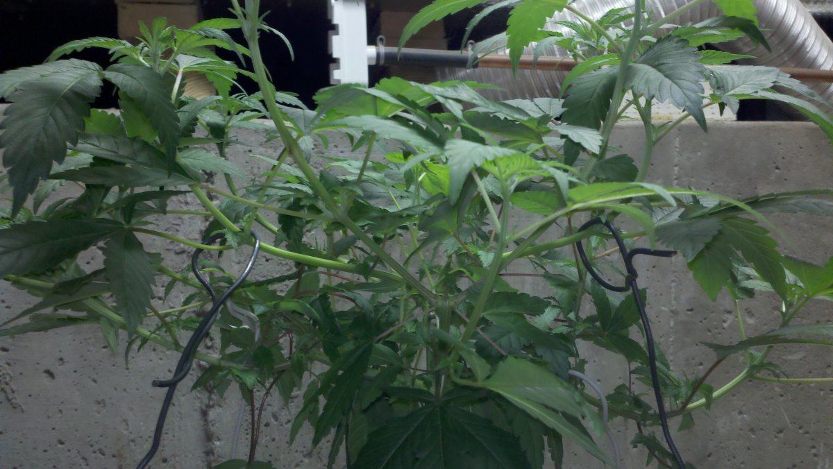 Ab4mombranching