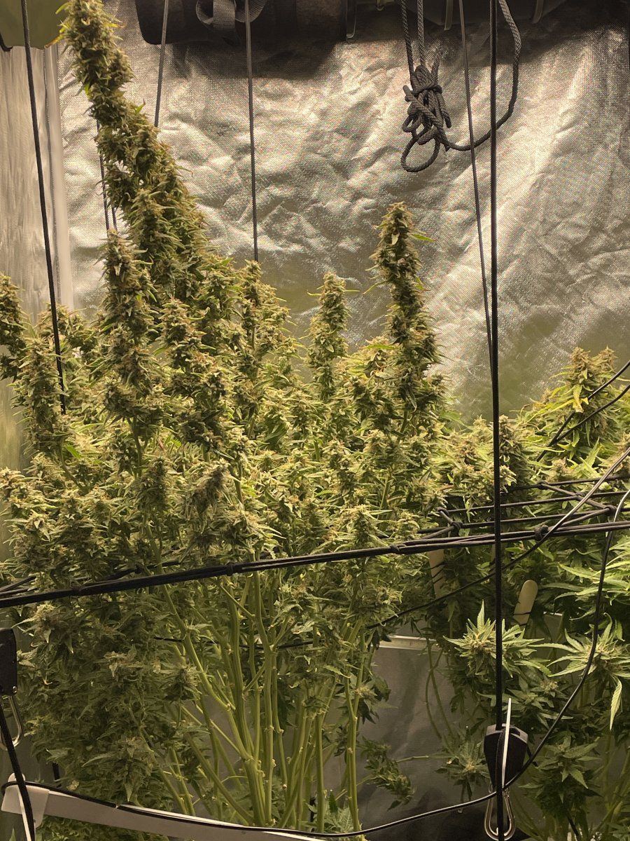 About to harvest looking for feedback 7