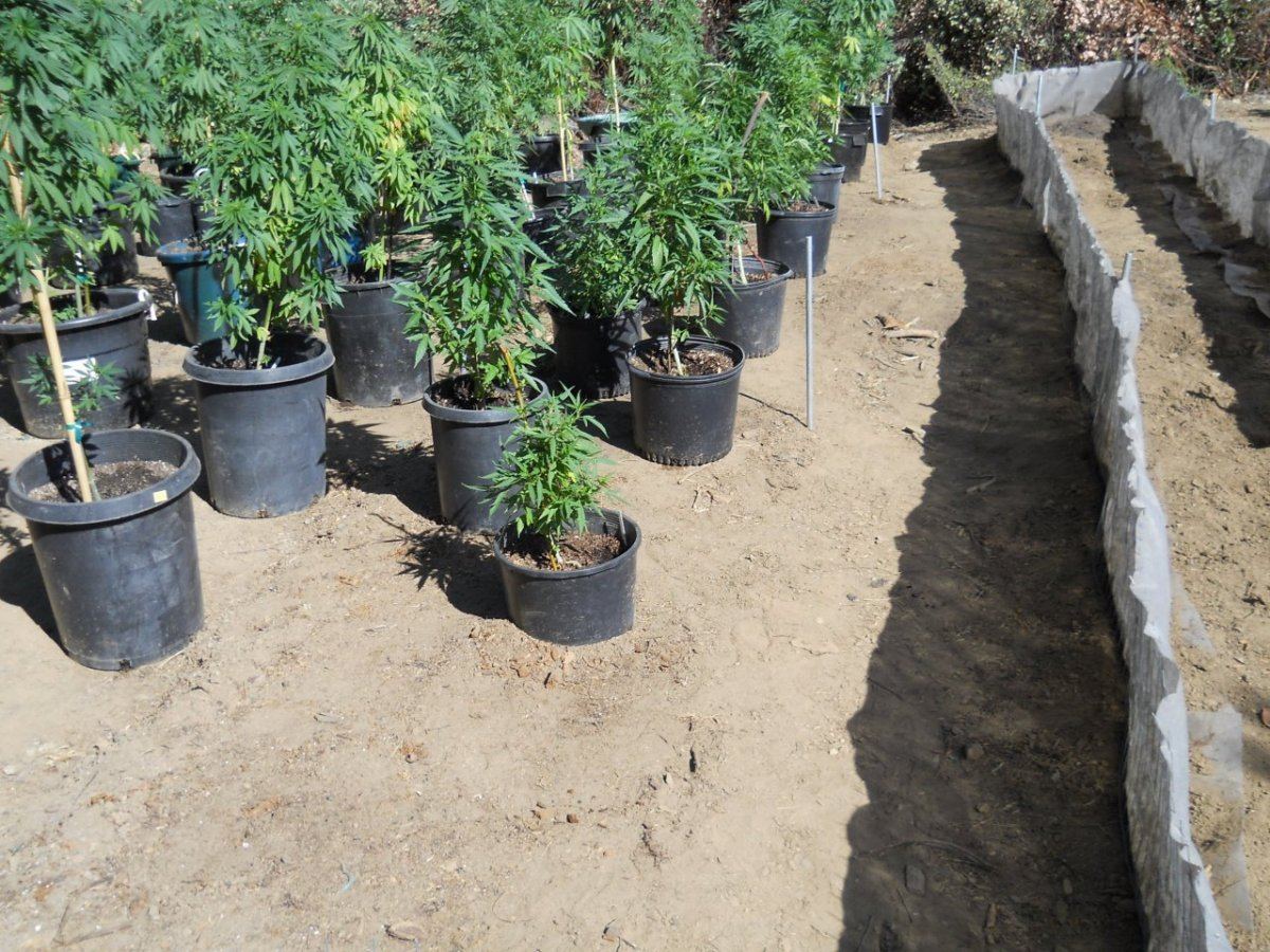 Above ground beds 005