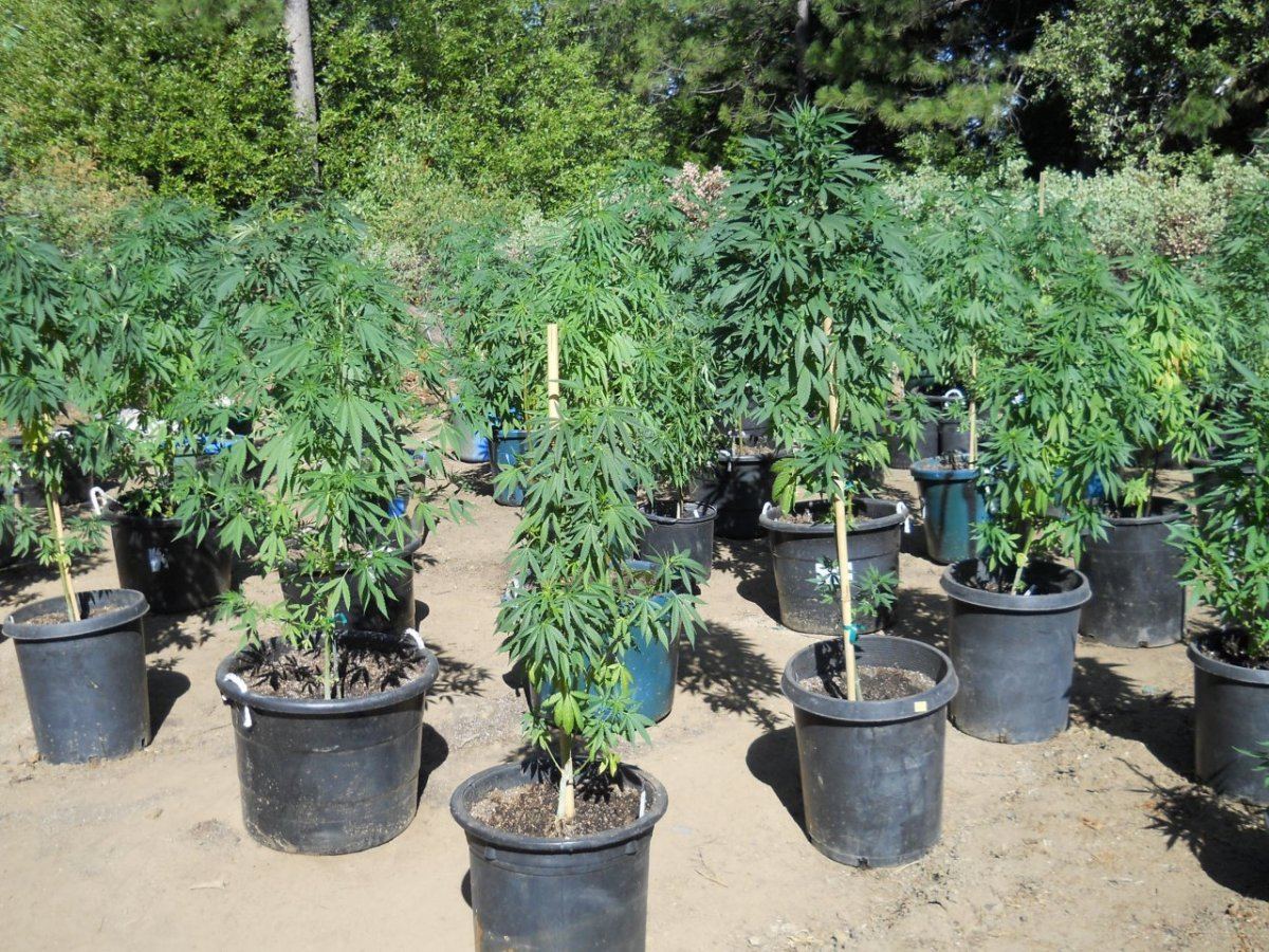Above ground beds 006