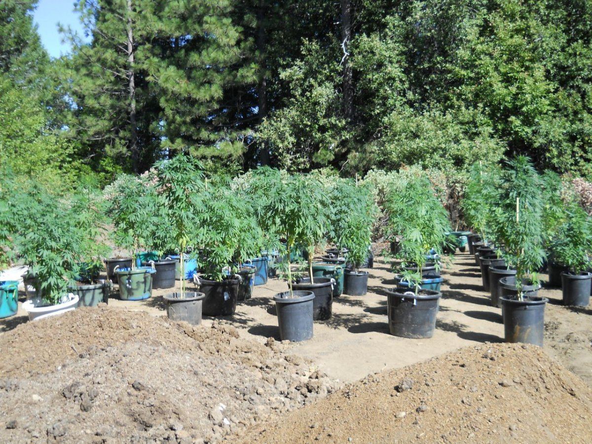 Above ground beds 007