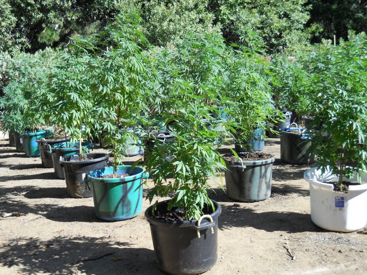 Above ground beds 008