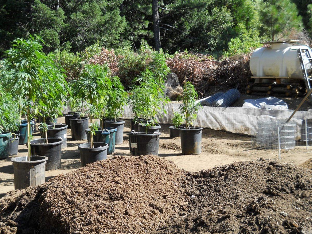 Above ground beds 009