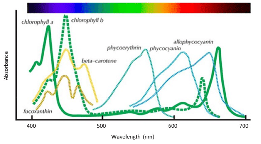 Absorption Spectrum of Various Plant Pigments Source Lincoln Taiz et al Plant