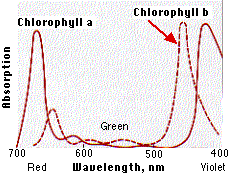 AbsorptionSpectrum