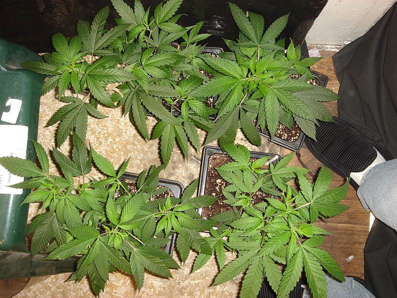 ABUSIVE X BUBBA VEG 001