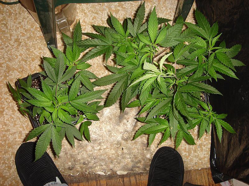 ABUSIVE X BUBBA VEG 002