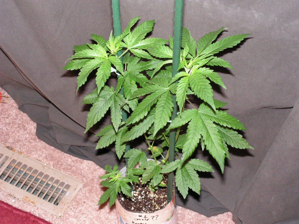 Ac 1 male 6